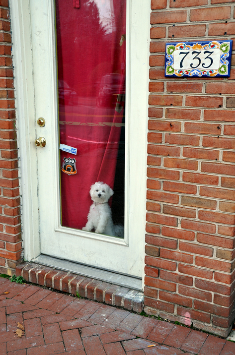 I wish I had a Doggie Door 